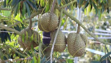 Photo of ប្រទេសកម្ពុជាទទួលបានការអនុញ្ញាតជាផ្លូវក្នុងការនាំផ្លែទុរេនស្រស់ទៅកាន់ប្រទេសចិន